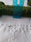 Decorative Moss Letter T — photo 4