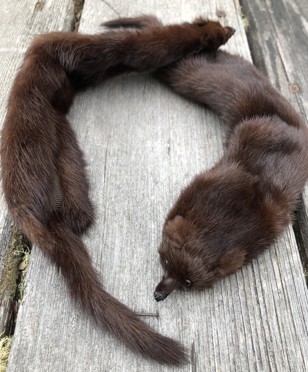 Vintage mink collar clearance