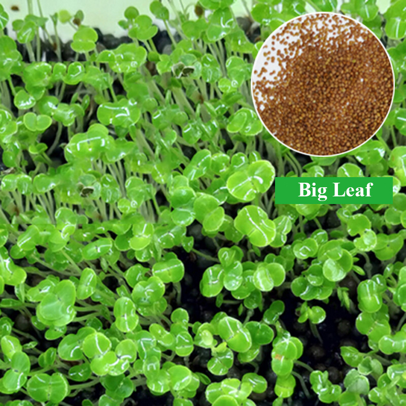 Love Grass Aquarium Grass Plants Seeds 10g About 5000+ Aquatic