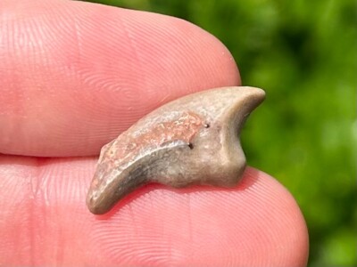 NICE Theropod Dinosaur Claw Fossil from Niger Dino Bones