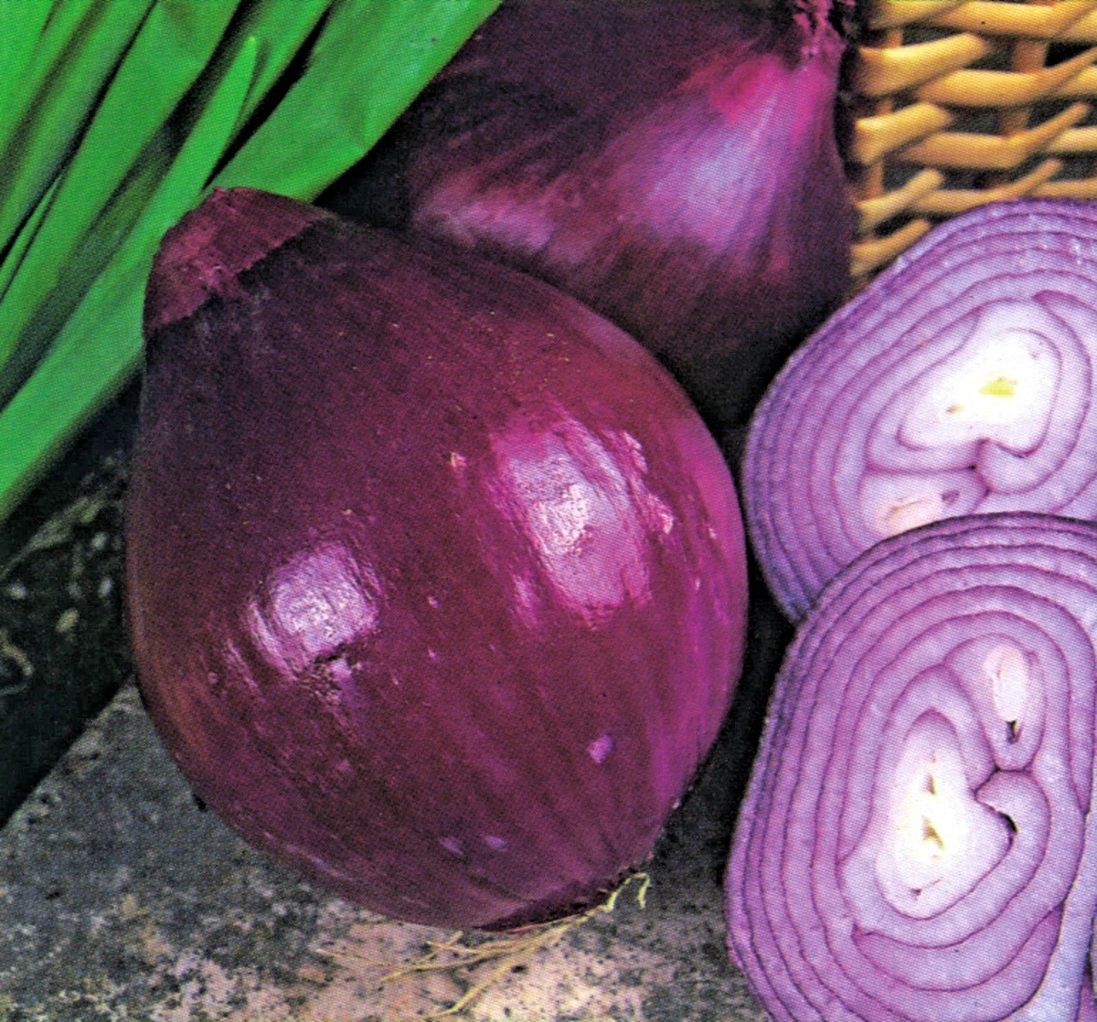 Zebrune Shallot Seeds