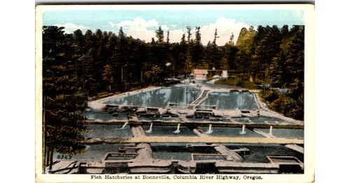 1950s Oregon Bonneville Fish Hatcheries Postcard Americhrome Aquaculture - Picture 1 of 2