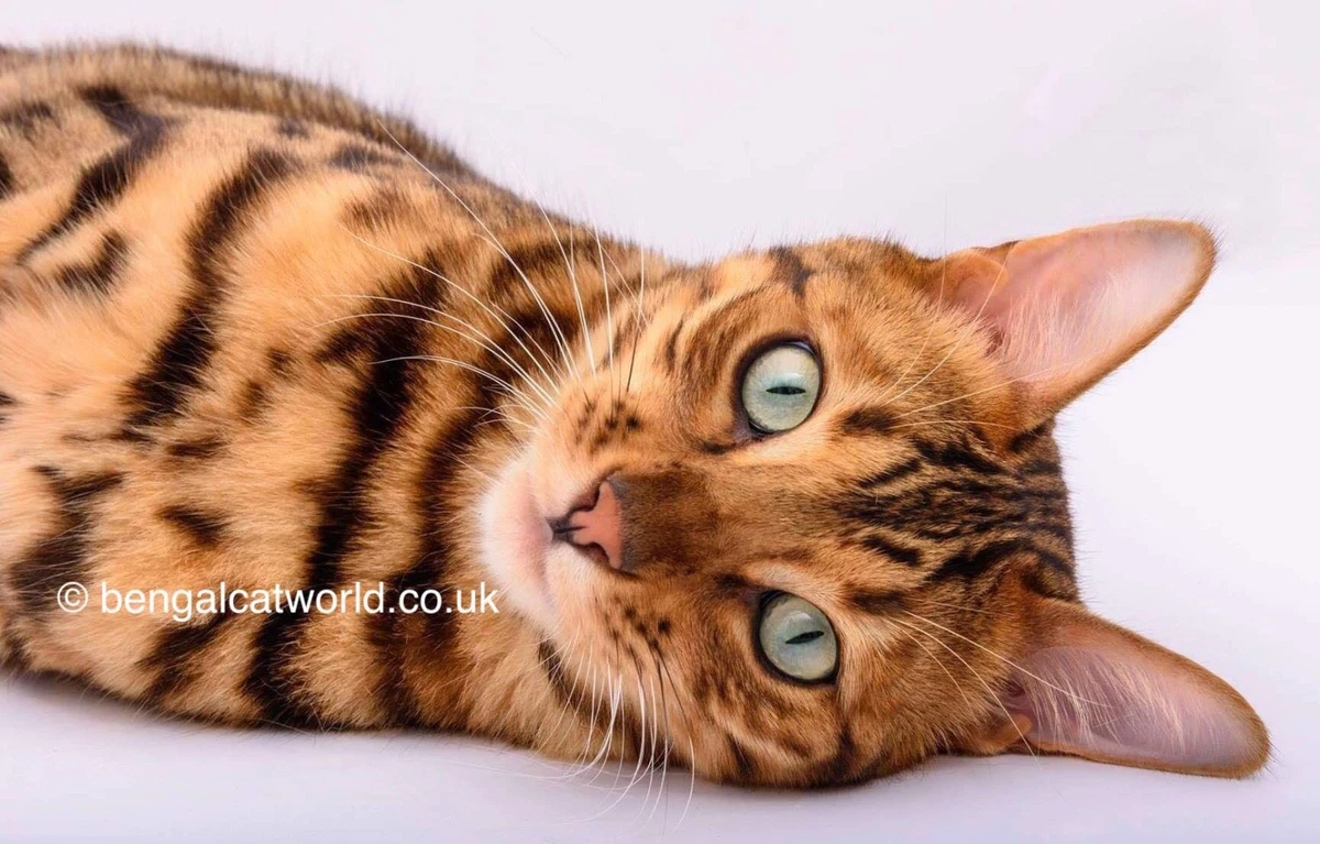 Ebay hotsell bengal kitten