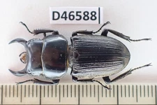 D46588. Insects, Lucanidae: Dorcus sp. Vietnam North