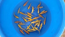 LOT OF 5 QTY Yamabuki Ogon Tosai 7-8 ” JAPANESE Koi live fish standard fin A1koi