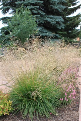 Garten Schmiele Deschampsia Cespitosa Bronzeschleier Pflanze Im 9x9cmtopf Ebay