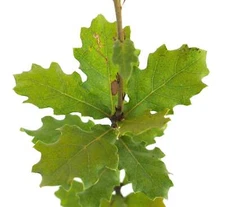 Quercus pubescens - Downy Oak | Pubescent Oak