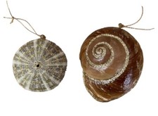 Midwest-CBK Natural Sea Shell Ornaments Glittered Set of 2 NWT's Coastal