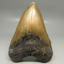 Very Large and Heavy 5.74" Fossil MEGALODON Shark Tooth - NC
