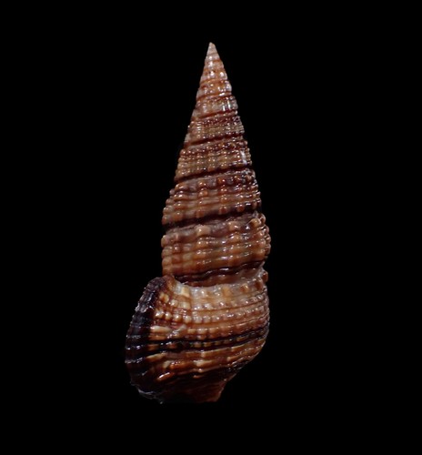 Sea shell -Terebralia sulcata- 33mm - Picture 3 of 3