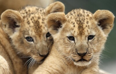 2 Barbary LION CUBS GLOSSY POSTER PICTURE PHOTO beautiful wild adorable Nature