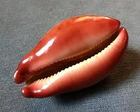 Cypraea mappa 66mm F+++ w/ glazed BUT unusual Red base  WOW !!