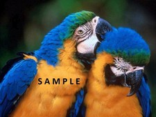 PICTURE DIGITAL CANADA PARROT LOVER COUPLE BIRD BEAK BLEU GOLD VIRTUAL JPG