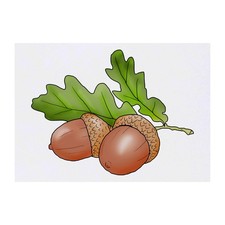 'Acorns  Leaves' Temporary Tattoos / Transfers TO00042560 