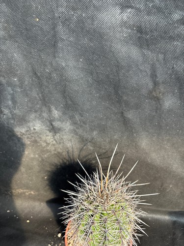 CARNEGIEA GIGANTEA - VIVAIO IL GIARDINO DI MAYA- CACTUS 732 - Foto 18 di 20