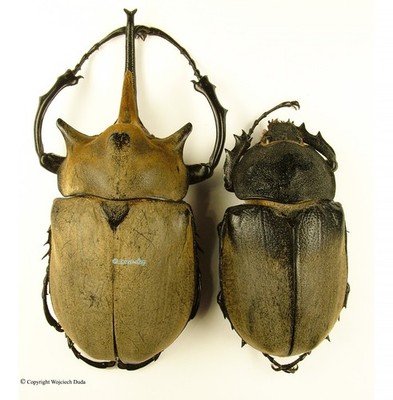 Megasoma elephas - pair, nice, Large 109mm, 70mm