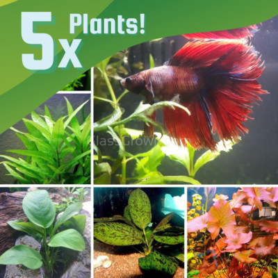 Betta Fish Low Light Plant Bundle Plants, Live Freshwater Plant