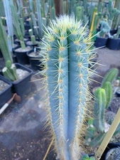 Pilosocereus Azureus BIG FAT 12" tip cutting FAT!!! Beautiful