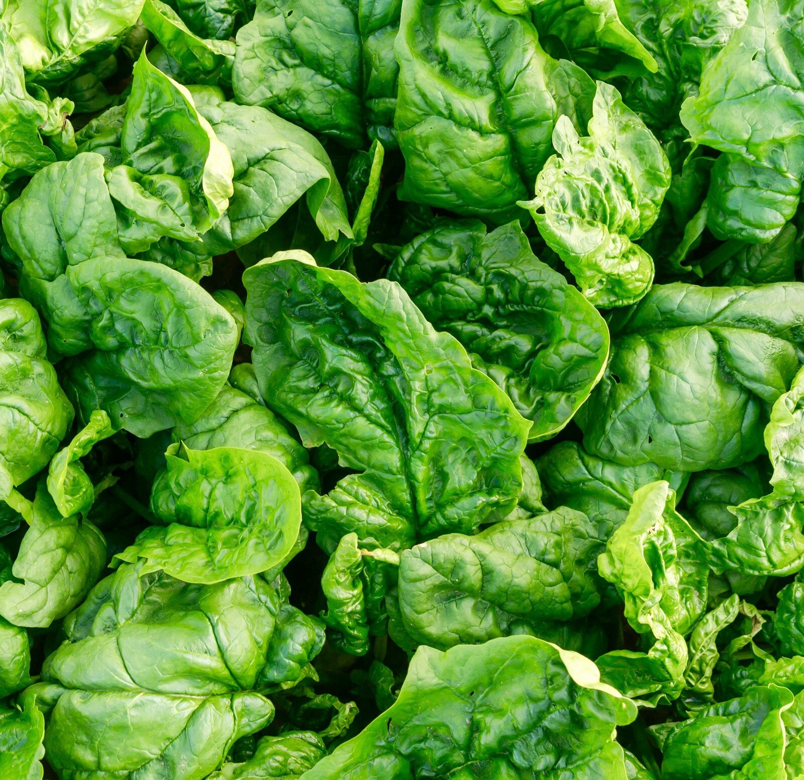 Giant Winter Spinach Seeds 300x - Hardy - Spinach - Vegetable