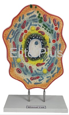ZX-3101 Animal Cell Model (Made in India) | eBay