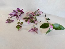 Pink Tradescantia Collection 4 Cuttings Trailing Plants  - Nanouk, Tricolour etc