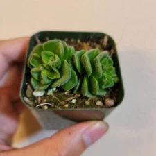 Crassula susannae Succulent Plant