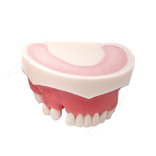 Multiple Types Dental Teeth Model Ortho Implant Practice Teaching Demo Model - Picture 258 of 276