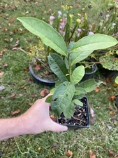 Tea Plant | Camellia sinensis | Black, Oolong, Green Tea