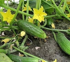 Hokus Cucumber Seeds (25+ Seeds)