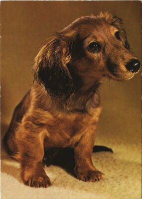 Old postcard AK Dachshund DOG (1178880)