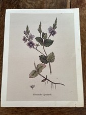 English Botany Coloured Figures British Plant Germander Speedwell  James