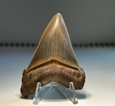 2.37” Angustidens Summerville Shark Tooth Rare Quality South Carolina 