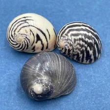 #5 Neritodryas dubia 17-20mm Okinawa, Japan