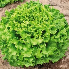 Lettuce Muir MTO Organic Seeds for Planting (50 Seeds)