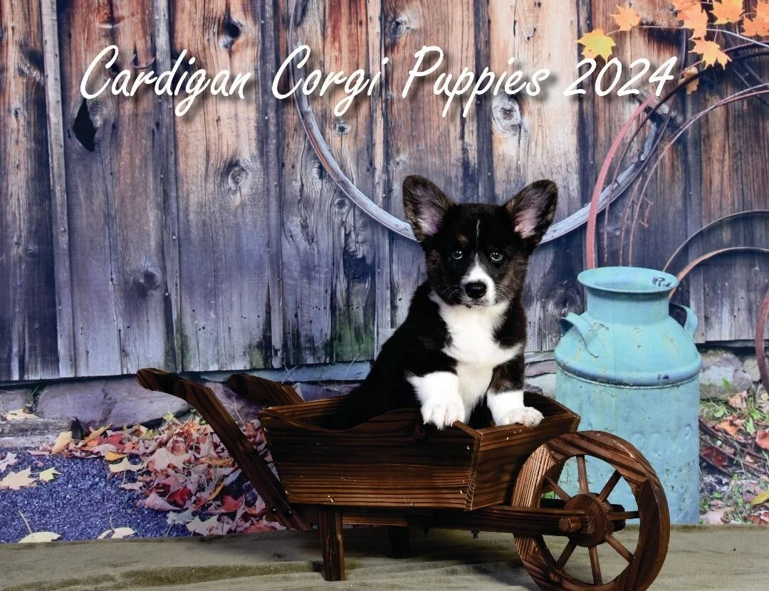 Welsh corgi cardigan pups 2025