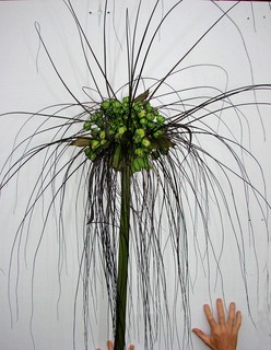Bat Plant. Tacca sp "Madagascar". Giant green Bat Plant. 3cm tuber.