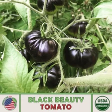 10 Black Beauty Tomato Seeds, Organic, Open-Pollinated, Non-GMO