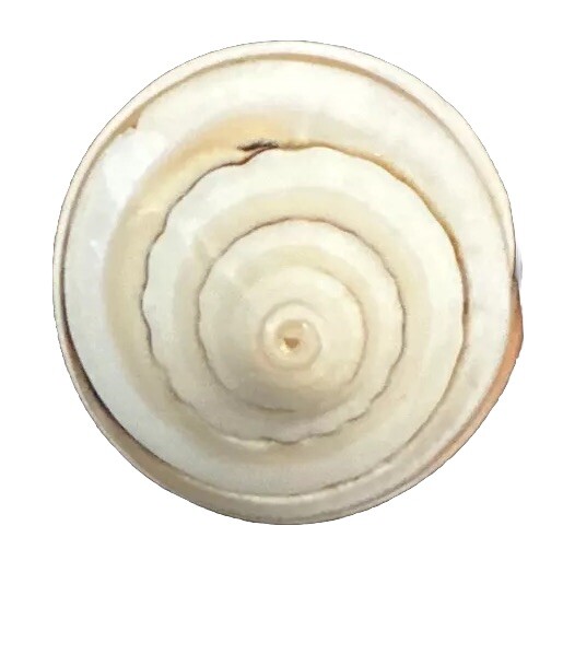 Natural Shell Ring 100% Shell Hand Made One Of A … - image 6