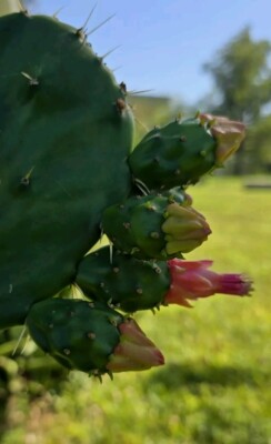 1 EXTRA LARGE Opuntia Desert Ace Cactus Live Plant Cutting Cactus Fruit  Tuna | eBay