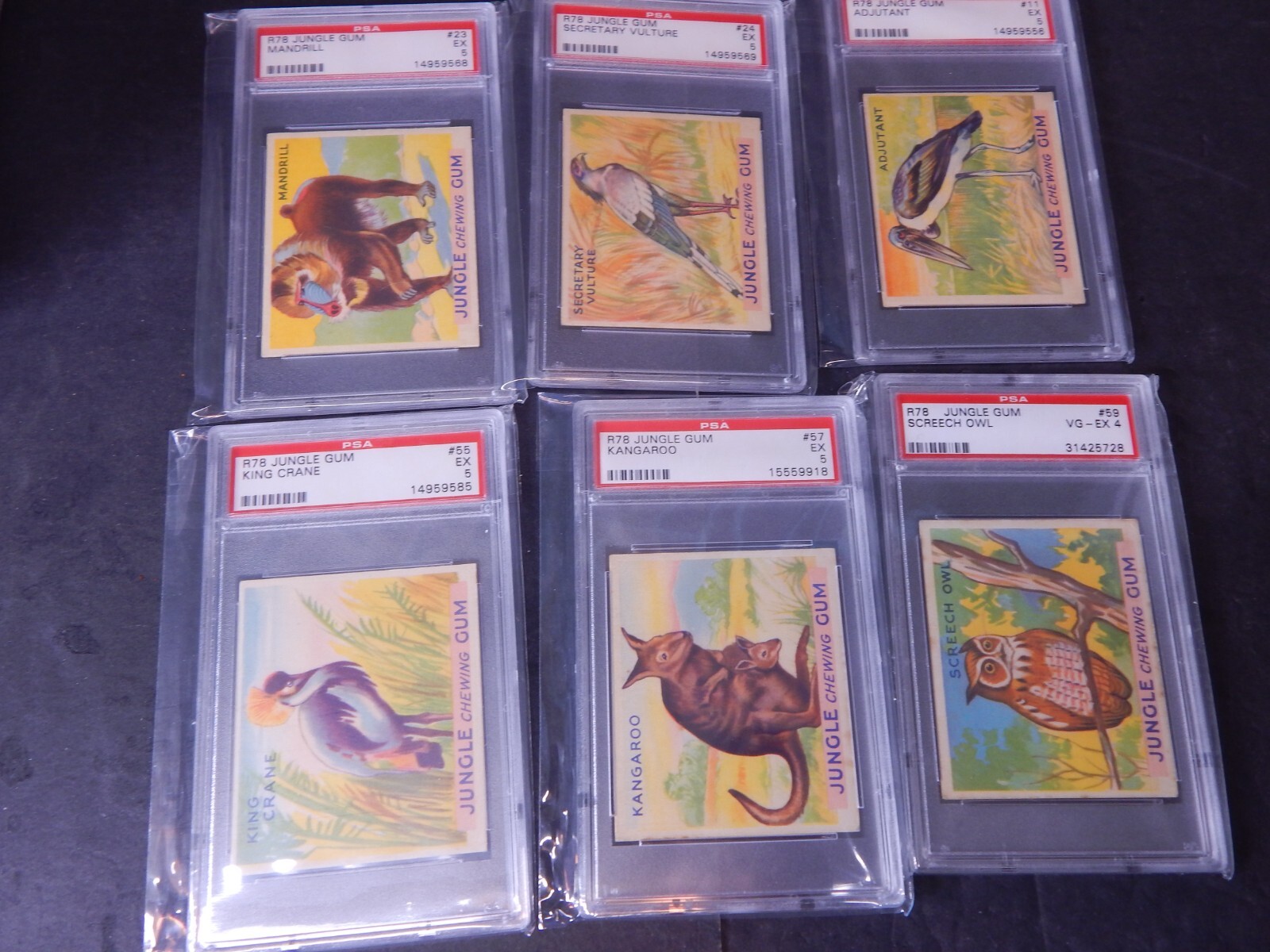 Vintage Jungle R78 1930 World Wide Gum Complete Set 48 PSA 46 Non