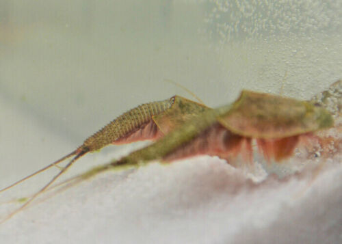 Triops Longicaudatus schwarzes Starterkit Ultra von Triops King - Bild 17 von 27