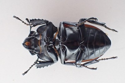 D72140. Insects, Beetles, Lucanidae: Neolucanus sp. Vietnam