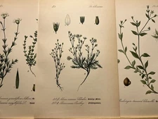 Illustration 1886 Pictures Lithograph Flora Botanica Flower Plant Fruit Antique