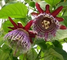 Giant Granadilla Passionflower - Edible Passion Fruit - 2 Plants For 1 SPECIAL!!
