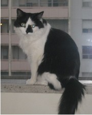 BESYA THE CAT     meow virtual digital photo picture photo image J020Y Julia