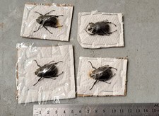 4 Megasoma punctulatus punctulatum male 24mm-...