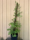 20+Y/O Rescue•Coast Redwood Tree Huge Burl (My BIGGEST!) From Seed NorCal Coast — photo 7