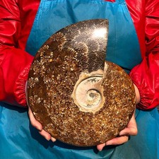 7LB Natural Ammonite Fossil Conch Quartz Crystal Specimen