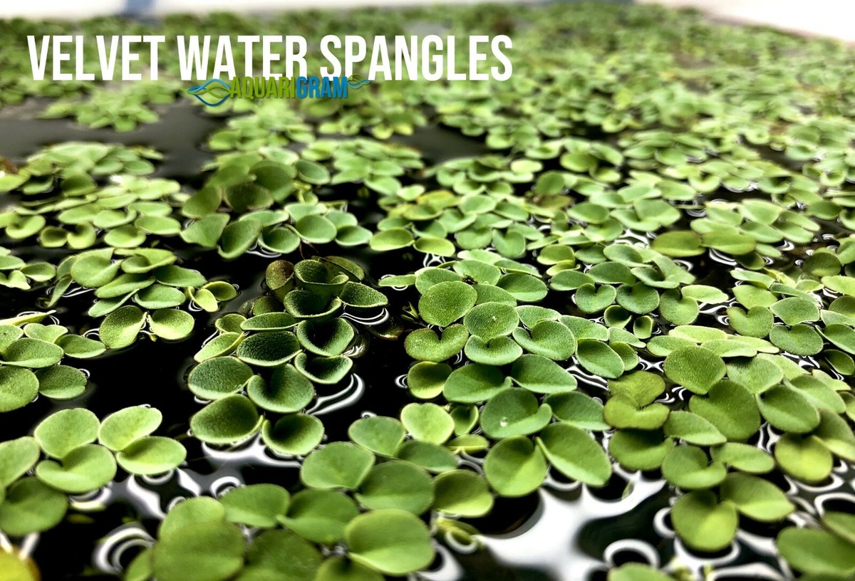 What Is The Best Floating Aquarium Plant at Kyle Melvin blog