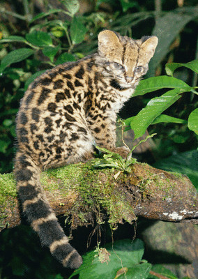 3 -D - Ansichtskarte: Zwergtigerkatze - Oncilla Kitten - Costa Rica